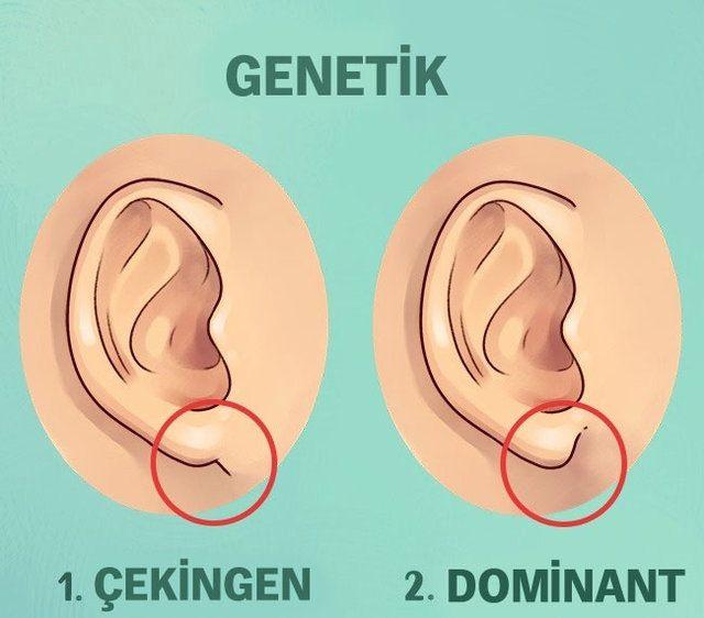 <p>Yapılan bir araştırmaya göre kulak memesinin bağlı olduğu nokta kişinin çekingen mi dominat mı genin baskın olduğunu ortaya çıkarıyor.</p>
