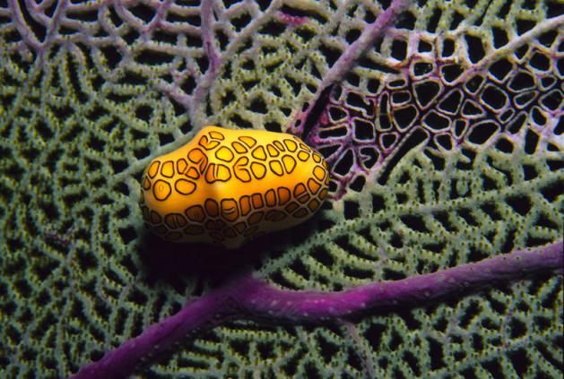 <p>Flamingo Tongue Snail<br /><br />Diğer deniz tavşanlarından farklı olarak kabuklu bir salyangozdur. Tüm kabuğu canlı tarafından kaplanmış haldedir. </p>