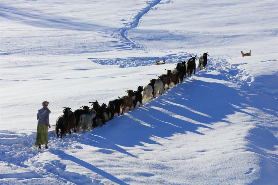 <p>Muş merkeze bağlı Yukarı Yongalı köyünde yaşayan vatandaşlar, kışın köyden 7 kilometre uzaklıktaki yaylalardan koyunlarını köylerine getiriyorlar.</p>
