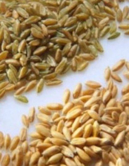 Esmer buğday: Magnezyum, B vitamini ve manganezin sengin bir kaynağıdır. esmer buğday tüketenlerin beden yağ yüzdelerinin düştüğü, sağlıklı yağ oranlarına doğru yol aldıkları gösterilmiştir. E vitamini, selenyum, fenolik asit ve kolesterol düzeylerini düşüren flavonoidlerce zengin olan esmer buğday ramazanda salatalara, ekmeklere eklenerek hem iştah kontrolünün sağlanması hem de kolesterol seviyelerinin düşürülmesi için kullanılabilir.