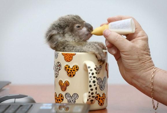 Raymond adlı koala yol kenarında terk edilmiş bir halde bulundu. Artık ona aynı ismi taşıdığı bakıcısı bakıyor. Brisbane, Australia. 