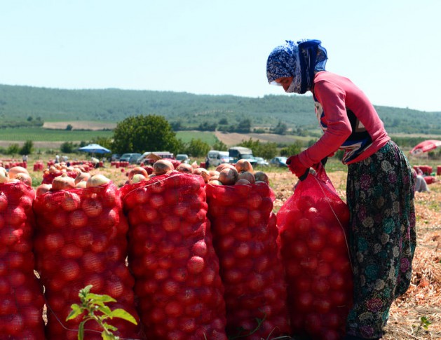 Ramazan'da güneş altında hasat zorluğu