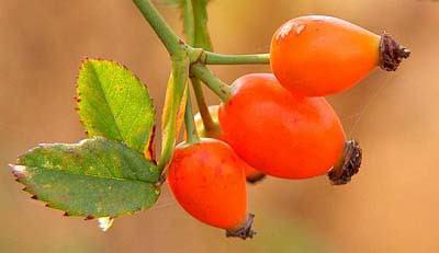 <p>Bu besinler C vitamini ve potasyum açısından zengin olup bağışıklık sistemini güçlendirici özelliğe sahiptir. Özelikle domates, kuşburnu ve karpuzda bulunan likopen bazı kanser türevleri (özellikle prostat kanseri) ve kalp hastalıklarına karşı önleyici etki göstermektedir. Bu yiyecek içecek grubunun bir diğer önemli özelliği ise hafızayı güçlendirme ve konsantrasyon yeteneğini artırmakdır.</p>