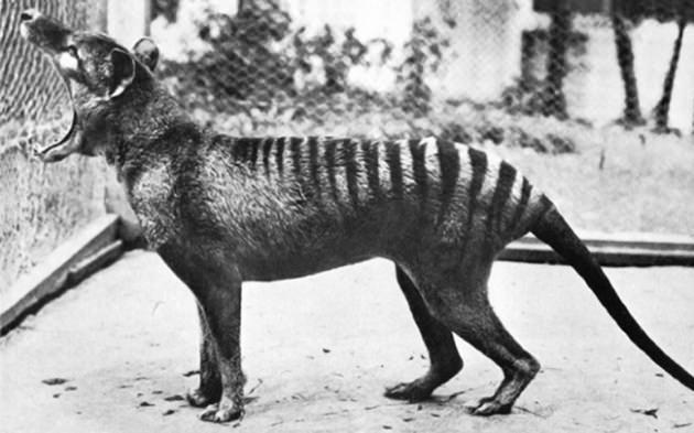 <p>Thylacine soyu Avustralya ana karasında, Avrupalı yerleşkesinin kurulmasından binlerce yıl evvel tükenmiştir fakat Tazmanya adasında birkaç yaygın türü ile beraber hayatta kalmayı başarmışlardır. Soyları daha çok aşırı avlanma sebebi ile tükense de, hastalık, köpeklerin adaya gelmesi ve insanların, doğal yaşam alanlarını bozmaları gibi etkenlerde bu süreci hızlandırmıştır. Resmi olarak soyu tükenmiş olarak sınıflandırılmalarına rağmen hala görüldükleri rapor edilmektedir.</p>
