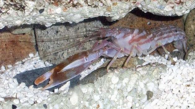 Pistol Shrimp: Bu karides türü, kıskaçlarını ateşli silah gibi kullanmasıyla tanınıyor. Kıskaçları içinde sıkıştırdığı havayı avına büyük bir basınçla fırlatıyor ve avını anında öldürüyor. Av, hem darbe hem de sıkışarak kaynayan havanın yakıcılığıyla can veriyor.