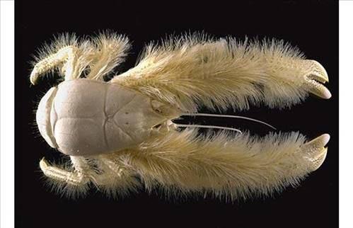 <p>10 bacağı olan Yeti Crab, sarı kürklü yapıya sahip bir yengeç türüdür.</p>