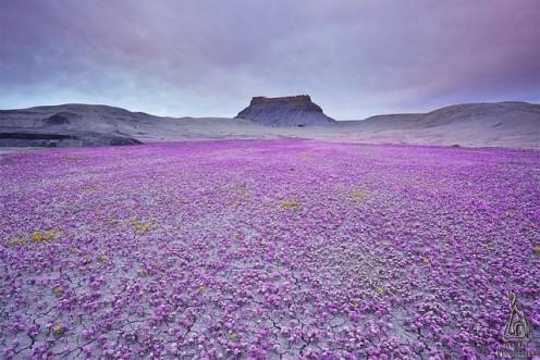 <p>Dünyanın her yerinden çok ilginç yerlere ait fotoğraflar... Burası bir çöl ama birkaç yılda bir açan çiçekler ile işte bu muhteşem görüntü elde ediliyor.</p>
