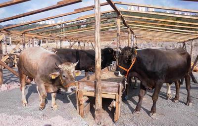 Carrefour da geçen yıla göre canlı küçük ve büyükbaş kurban fiyatlarının kilogramında ortalama yüzde 4 oranında indirim yaptı. Paket kurban satış fiyatları ise hem küçükbaş hem de büyükbaş hisse için değişmeyerek 670 lirada kaldı. 