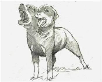 1954'te Sovyet cerrah Vladimir Demikhov bir köpek yavrusunun başını, ön ayaklarıyla birlikte bir Alman Kurt köpeğine naklederek çift başlı köpek elde etti.