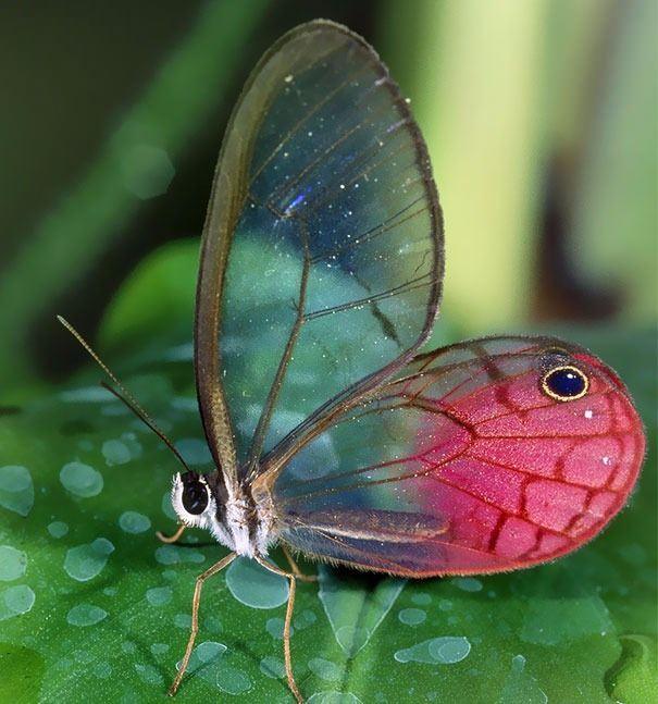 <p>Transparan Kelebek</p>
