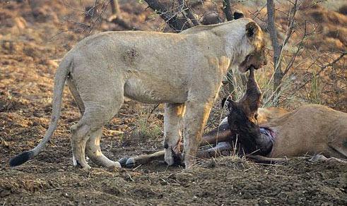 <p>Ve aslan bu andan itibaren fotoğrafçıyı dahi şaşırtan tepkiler vermeye başlıyor.</p>

<p> </p>
