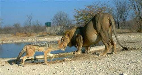 <p>Cesareti bedeninden kat kat büyük çakal ile, aslan karşılaşırsa sonuç ne olur?</p>
<p> </p>