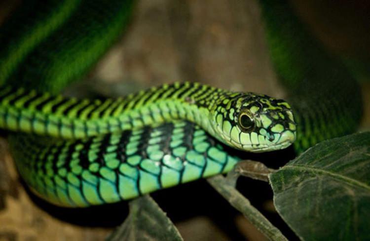 <div>Boomslang yılanı</div>
<div> </div>
<div>Boomslang, Felemenkçe dilince ağaç yılanı anlamına gelir.</div>