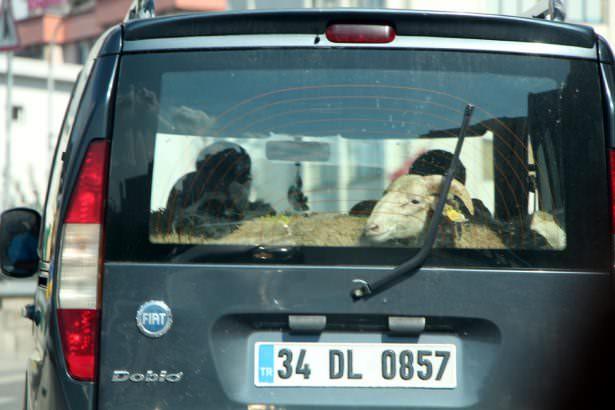<p>Maltepe’de Ozan Hasna, hayvan pazarından aldığı adaklık koyunları arabanın arka koltuğunda taşıdı.</p>
