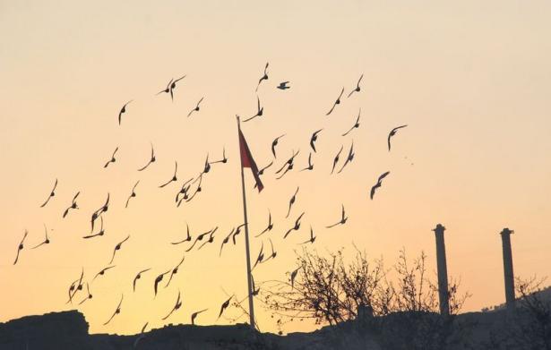 <p>Suriye'de milyonlarca insanı yurdundan eden iç savaş, ülkede yaşayan dünyaca ünlü Halep güvercinlerinin de göç etmesine neden oldu. Suriye semalarında özgürlüğe kanat çırpamayan güvercinlerin bir bölümü de Türkiye'de kuş meraklıların oldukça fazla olduğu Şanlıurfa'ya göç etti.</p>

<p> </p>
