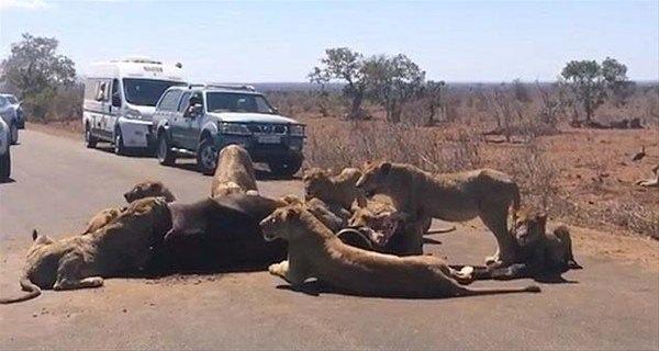 <p>Kruger Ulusal Parkı'nda, 5 saat boyunca yol ortasında yakaladıkları avlarını yiyen aslanlar tüm trafiği altüst ettiler.</p>

<ul>
</ul>
