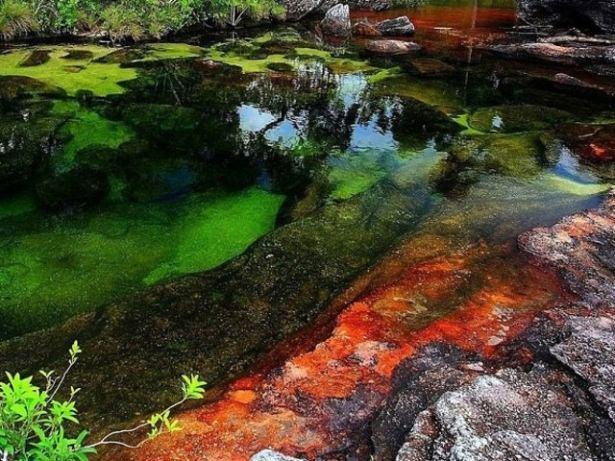 <p>Yılın &ccedil;oğu zamanında herhangi bir nehirden farkı yoktur; yeşil yosunlarla kaplı taşları ve masmavi suları vardır. Ancak nehir her yıl kısa bir s&uuml;re i&ccedil;in &ccedil;i&ccedil;ek a&ccedil;ar ve g&ouml;kkuşağının t&uuml;m renklerini i&ccedil;erisinde barındırır.</p>

<p>&nbsp;</p>
