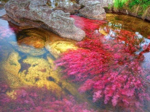 <p>B&ouml;ylece nehirdeki yosunlar ihtiya&ccedil; duydukları g&uuml;neş ışınlarını alamazlar.</p>

<p>&nbsp;</p>
