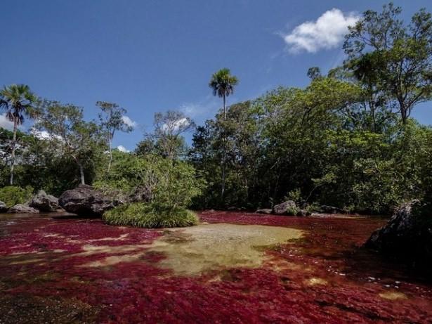 <p>Kurak mevsim boyunca ise nehirdeki yaşamı besleyecek kadar su bulunmaz. Ancak yağışlı ve kurak mevsim arasında &ouml;yle bir d&ouml;nem vardır ki, su seviyesi olması gerektiği gibidir, onlarca &ccedil;eşit yosun ve alg m&uuml;thiş bir renk &ccedil;eşitliliği sergiler.</p>

<p>&nbsp;</p>
