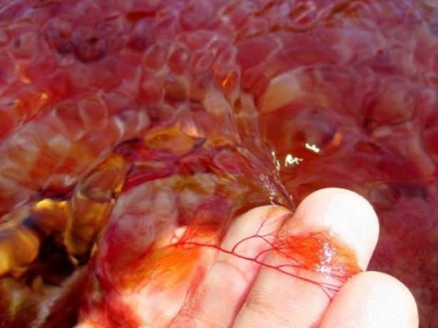 <p>Mavi, yeşil, siyah, kırmızı ve pembenin binlerce tonu nehrin &uuml;zerini kaplar.</p>

<p>&nbsp;</p>
