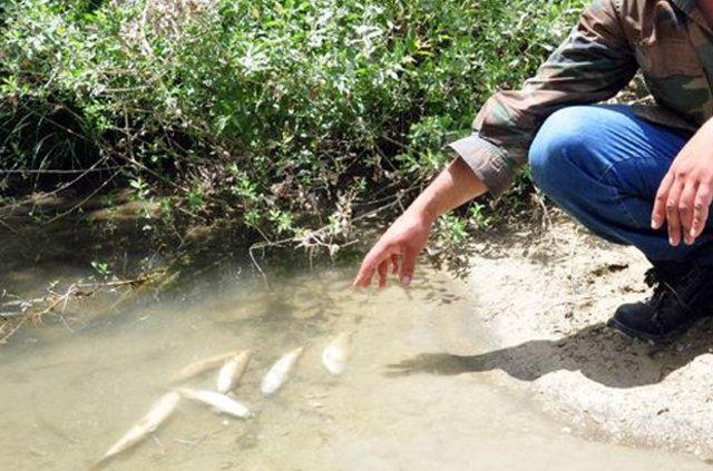 <p>Durum hemen jandarmaya ve Kahramanmaraş İl Gıda Tarım ve Hayvancılık İl Müdürlüğü Balıkçılık ve Su Ürünleri Şube Müdürlüğü ekiplerine bildirildi. Bölgeye giden Balıkçılık ve Su ürünleri Şube Müdürü Orhan Bülbül, çayın balık ölümlerinin yaşandığı farklı noktalarından numuneler aldı. </p>
<p>Jandarma ekipleri de savcılığın talimatı doğrultusunda balık ölümlerinin nedenini belirlemek için geniş çaplı soruşturma başlattı.</p>
<p> </p>