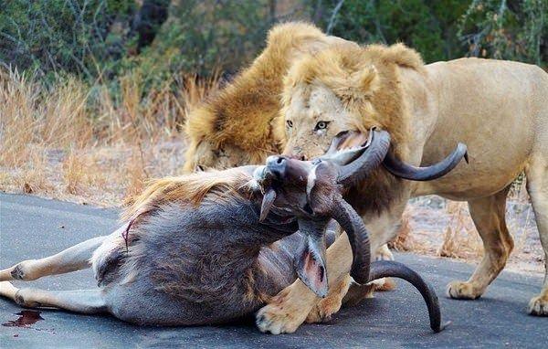 <p>"Aslanın biri kaçan kuduyu arkasından yakaladı, diğeri ise boynundan ısırarak anında hareketsiz hale getirdi. Aslanlar kuduyu yarım saat yediler ve sonra ormana çektiler" diye</p>

<p> </p>
