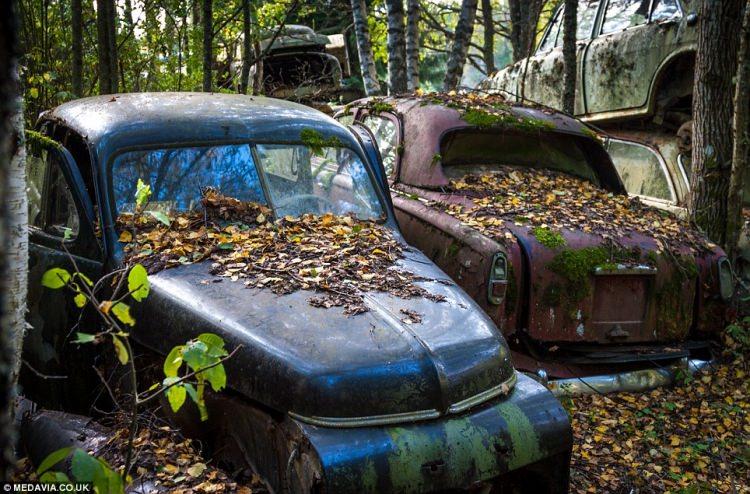 <p>İsveç’teki bir ormanda yüzlerce hurda otomobil bulunuyor. Sarmaşıklar arasında ormana karışan otomobiller 1940 ve 1950’li yıllardan kalma. </p>
