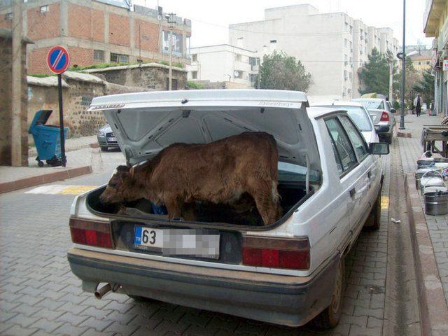 <p>Hastalanan buzağıyı arabasının bagajında veterinere getiren bir çiftçi görenleri şaşkına çevirdi.</p>
