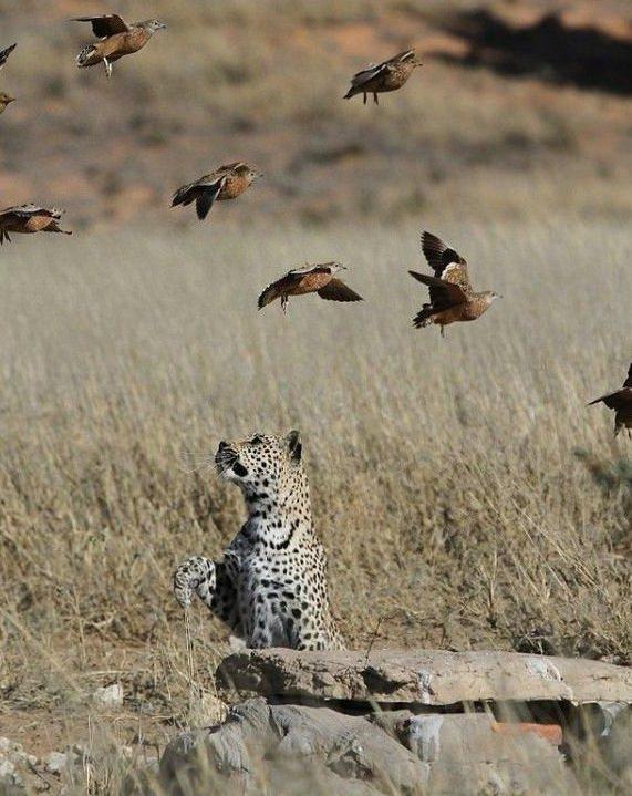 <p>Kuşları adeta oyuna getiren leopar düz bir şekilde ilerlerken üzerinden geçen kuşları görmezden geliyor sanki.. </p>
