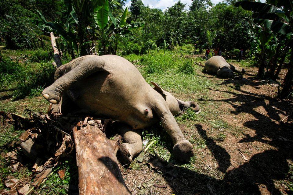 <p>Açe Timur Ormanı'nda, iki Sumatra fili yaşamını yitirdi. Doğal Kaynak Koruma Merkezi'nde çalışan veterinerlerin yaptığı otopsi sonucunda iki Sumatra filinin ormanda bulunan elektrikli çitlere maruz kalması sonucu öldüğü bildirildi. </p>

<p> </p>
