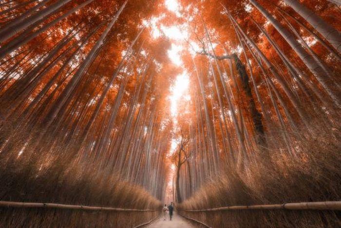 <p>39- Kyoto, Japonya'da bir bambu ormanı</p>
