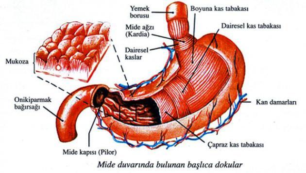 <p><strong>MİDE DUVARI KENDİSİNİ 3-5 GÜNDE YENİLİYOR</strong><br />Midedeki asit karşısında hücrelerin dirençli olmadığını belirten İsveç-Karolinska Enstitüsü'nden Jonas Frisen, hücrelerin 3 ila 5 gün arasında yenilendiğini vurguladı. Ancak nikotin, hücrelerin yenilenmesini ağırlaştırıyor.</p>