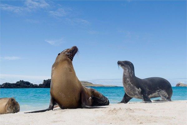 <p>Galapagos</p>
<p>Galapagos Adaları</p>