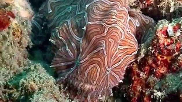 Psychedelic Frogfish: İlk kez 2009'da rastlanılan bu balık, normal yüzüşünün yanı sıra kanada benzeyen uzantılarıyla deniz tabanında kurbağa gibi zıplayarak da hareket edebiliyor. Boyları 15 santimetreyi bulan balıklar, derisindeki pembe - beyaz çizgilerle de tanınıyor.