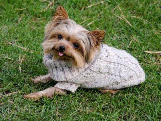 Çalışan en küçük köpek / Küçük terrier cinsi bu köpek, 14.5 santimetrelik boyu ve 2.5 kilogramlık ağırlığıyla, engelliler ve yaşlılar için terapi sertifikası sahibi.