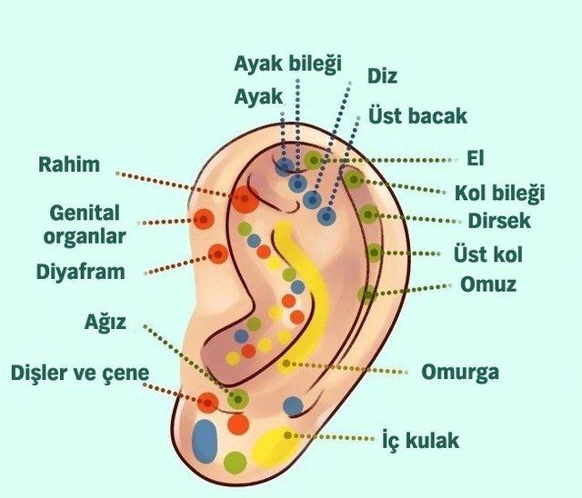 <p>İskelet sistemiyle bağlantılı olan 200'den fazla bölgeye akupunktur baskı uygulayarak rahatsızlıklar çözülebilir. Çoğu kulak çizelgesi de fetal pozisyondaki doğmamış bebeği tasvir eder.</p>
