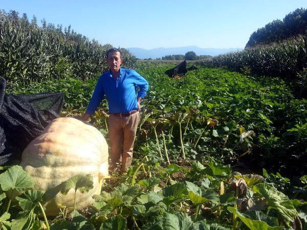 Sakarya'da kuyumcu Fadıl Uzak, Akyazı İl&ccedil;esi'nde bulunan &ccedil;iftliğindeki tarlada ABD'den getirdiği tohumla en b&uuml;y&uuml;ğ&uuml; 350 kilo olan dev bal kabakları yetiştirdi.