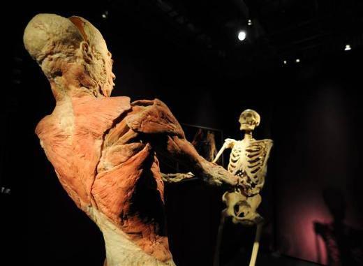 Sergideki plastinatların Asya kökenli insanlara ait olduğunu ve Çin'deki Dalian Hoffen Üniversitesi'ne bağışlanan bedenlerden oluştuğunu dile getiren Okan Bilge, sigara, obezite gibi nedenlerle hasar görmüş insan dokularının da sergideki 200'den fazla plastinasyon örneği arasında yer aldığına işaret etti.