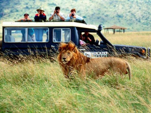 Afrika'da safari yapmak