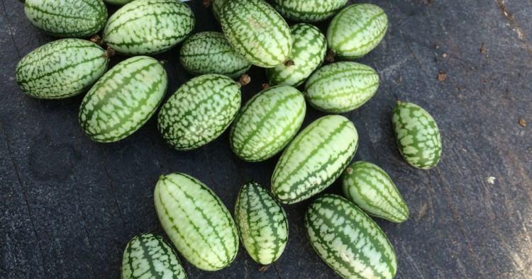 <p>Cucamelon <strong>salatalığın kullanıldığı her tarifte </strong>kullanılır.</p>
