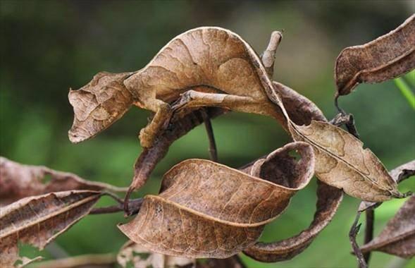 <p>Bu karede ise sararmış yaprakların arasına ustaca gizlenmiş... Ona 'yaprak kuyruklu şeytani geko' diyorlar, ya da Latince adıyla "Uroplatus phantasticus"... </p>
