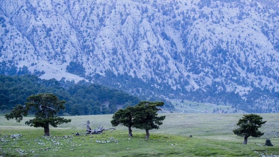 <p>Ormanları, barındırdığı yaban hayvanları, mağarası ve ovasıyla dikkati çeken bölgenin "vahşi güzelliği" diye nitelendirilen yılkı atları, Eynif'in turizm potansiyeli olarak da görülüyor.</p>
<p> </p>