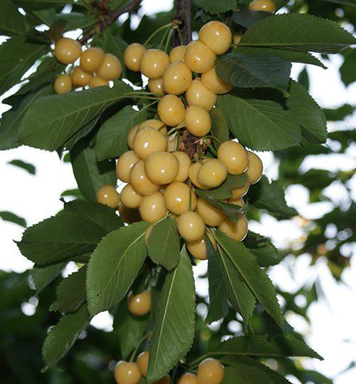 <p><strong>9-</strong> Kolesterolün kontrol edilmesine yardımcı olur. </p>