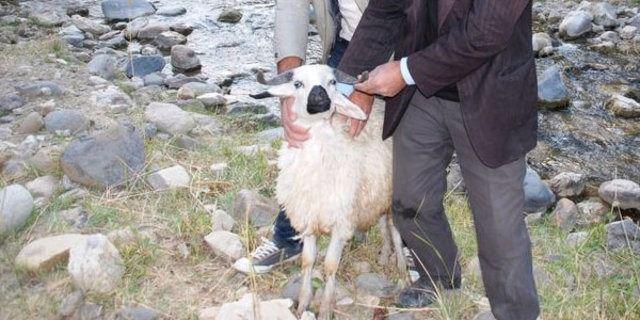 <p>Besici Akkoyun, yaptığı açıklamada, ilk kez böyle bir durumla karşılaştıklarını, çevre köylerden koyunu görmek için gelenlerin olduğunu söyledi.</p>
<p> </p>
<ul>
</ul>
<ul>
</ul>
