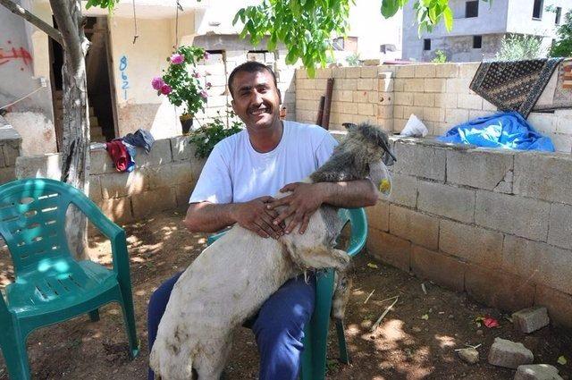 <p>Veteriner Hekim Yusuf Yıldız, koyun yetiştiricisinin talebi üzerine hayvanı inceledi. Besicinin söylediği gibi bir tükürük salgısı ve çene yapısı ile 2 adet diş tespiti olduğunu belirten veteriner, hayvanın ikinci ağzı olarak tabir edilebilecek bölgeden tükürük salgıladığını ve yutkunduğunu ifade etti.</p>
<p> </p>
<ul>
</ul>
<ul>
</ul>