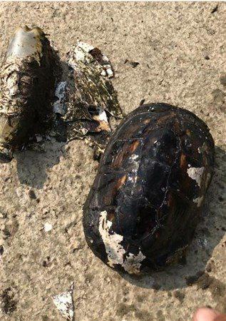 <p>Yapıştırılan şeşiyi çıkaran balıkçı bu görüntüleri sosyal medya hesabından yayınladı. </p>

<p> </p>
