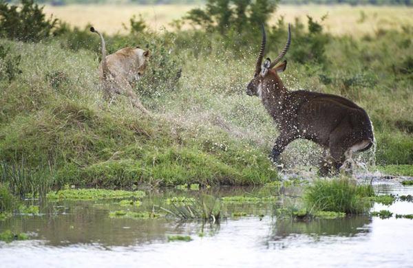 <p>Antilobun kolay yem olmayacağını anlayan dişi aslan, kaçarken bölgede bir safari meraklısı olayı kare kare görüntülemeyi başardı. </p>
<p> </p>