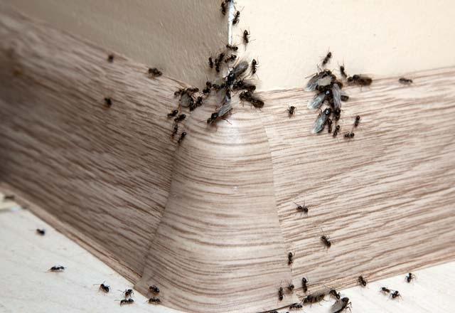 <p>Kurtulmanın uzun ve zahmetli olduğu düşünülen karıncalardan kurtulmanız için hem doğal hem pratik çözüm önerilerini sizler için derledik</p>
