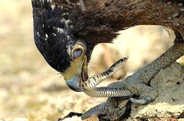 <p>Vahşi doğada hayvanların arasındaki av ile avcı ilişkisi sıkça rastlanan bir durumdur ama bu kez durumlar değişti. Avcı olan bir anda ava dönüştü. Kartal yılanı avlamak isterken az kalsın canından oluyordu.</p>

<p> </p>
