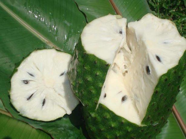 <p>Bilimsel adı ‘Annona Muricata’ olan guanabana, ayrıca ‘graviola', ‘soursop' ve ‘cherimoya' gibi isimlerle de zikrediliyor.</p>

<p> </p>
